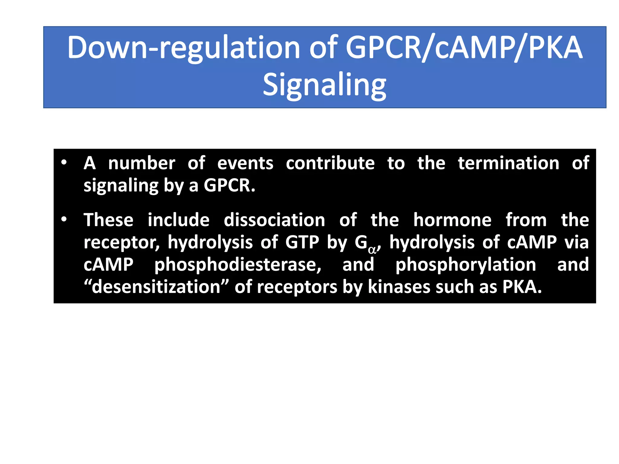 • A number of events contribute to the termination of
signaling by a GPCR.
• These include dissociation of the hormone from the
receptor, hydrolysis of GTP by Ga, hydrolysis of cAMP via
cAMP phosphodiesterase, and phosphorylation and
“desensitization” of receptors by kinases such as PKA.
 