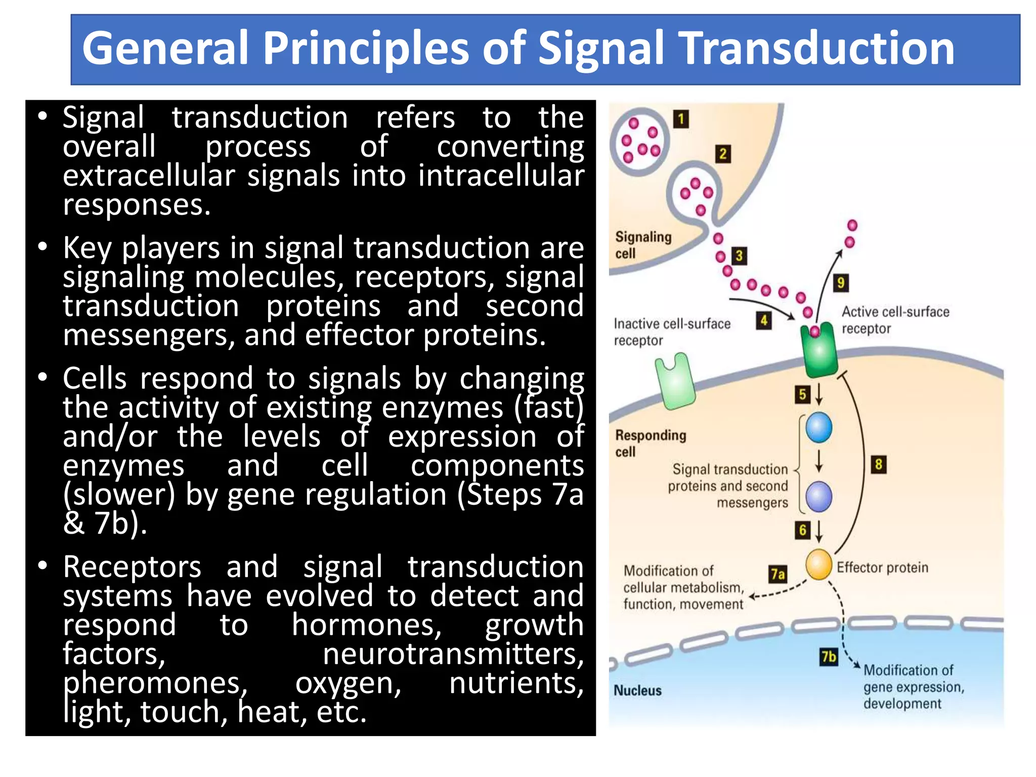 General Principles of Signal Transduction
• Signal transduction refers to the
overall process of converting
extracellular signals into intracellular
responses.
• Key players in signal transduction are
signaling molecules, receptors, signal
transduction proteins and second
messengers, and effector proteins.
• Cells respond to signals by changing
the activity of existing enzymes (fast)
and/or the levels of expression of
enzymes and cell components
(slower) by gene regulation (Steps 7a
& 7b).
• Receptors and signal transduction
systems have evolved to detect and
respond to hormones, growth
factors, neurotransmitters,
pheromones, oxygen, nutrients,
light, touch, heat, etc.
 