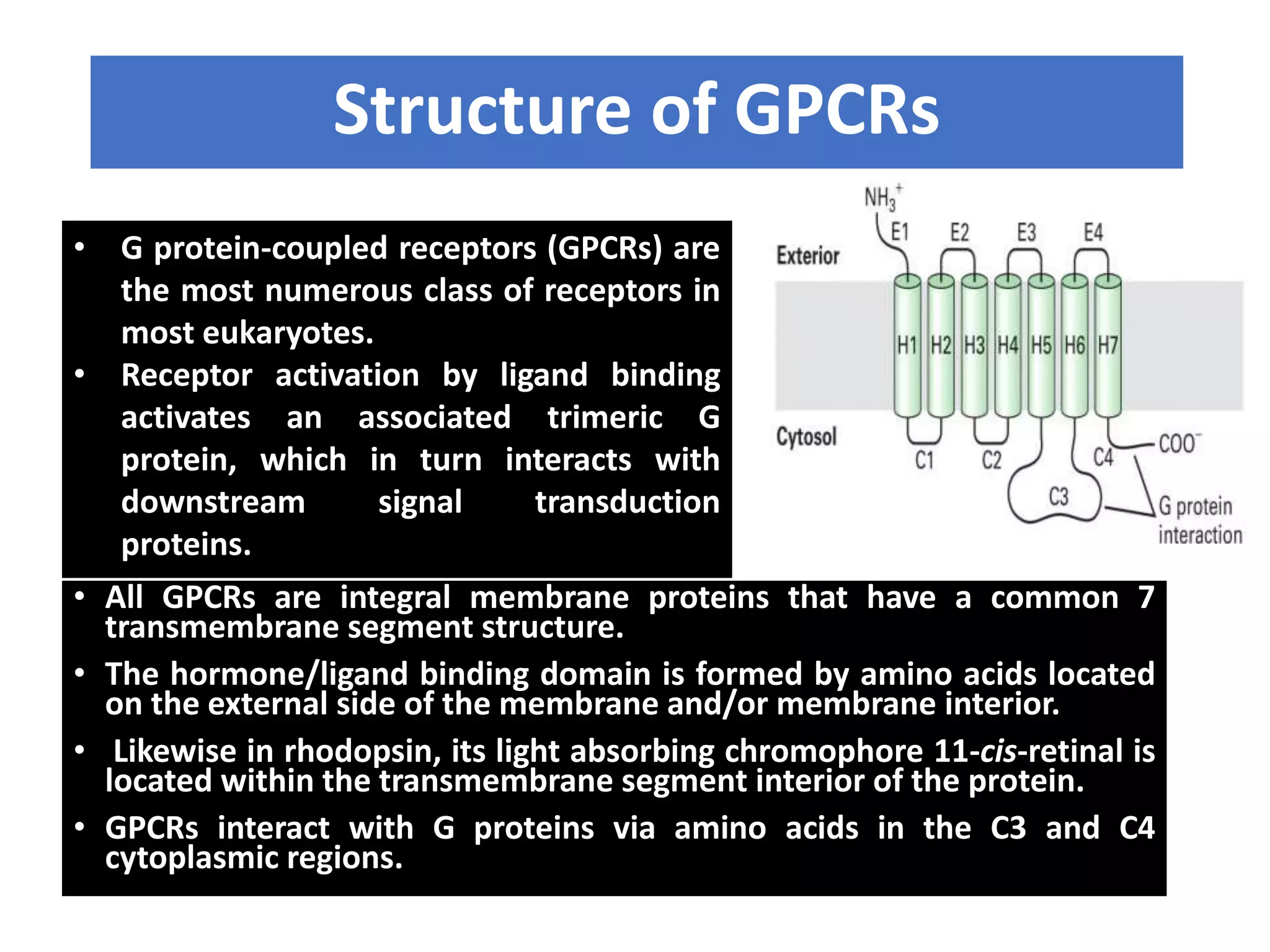 Structure of GPCRs
• G protein-coupled receptors (GPCRs) are
the most numerous class of receptors in
most eukaryotes.
• Receptor activation by ligand binding
activates an associated trimeric G
protein, which in turn interacts with
downstream signal transduction
proteins.
• All GPCRs are integral membrane proteins that have a common 7
transmembrane segment structure.
• The hormone/ligand binding domain is formed by amino acids located
on the external side of the membrane and/or membrane interior.
• Likewise in rhodopsin, its light absorbing chromophore 11-cis-retinal is
located within the transmembrane segment interior of the protein.
• GPCRs interact with G proteins via amino acids in the C3 and C4
cytoplasmic regions.
 