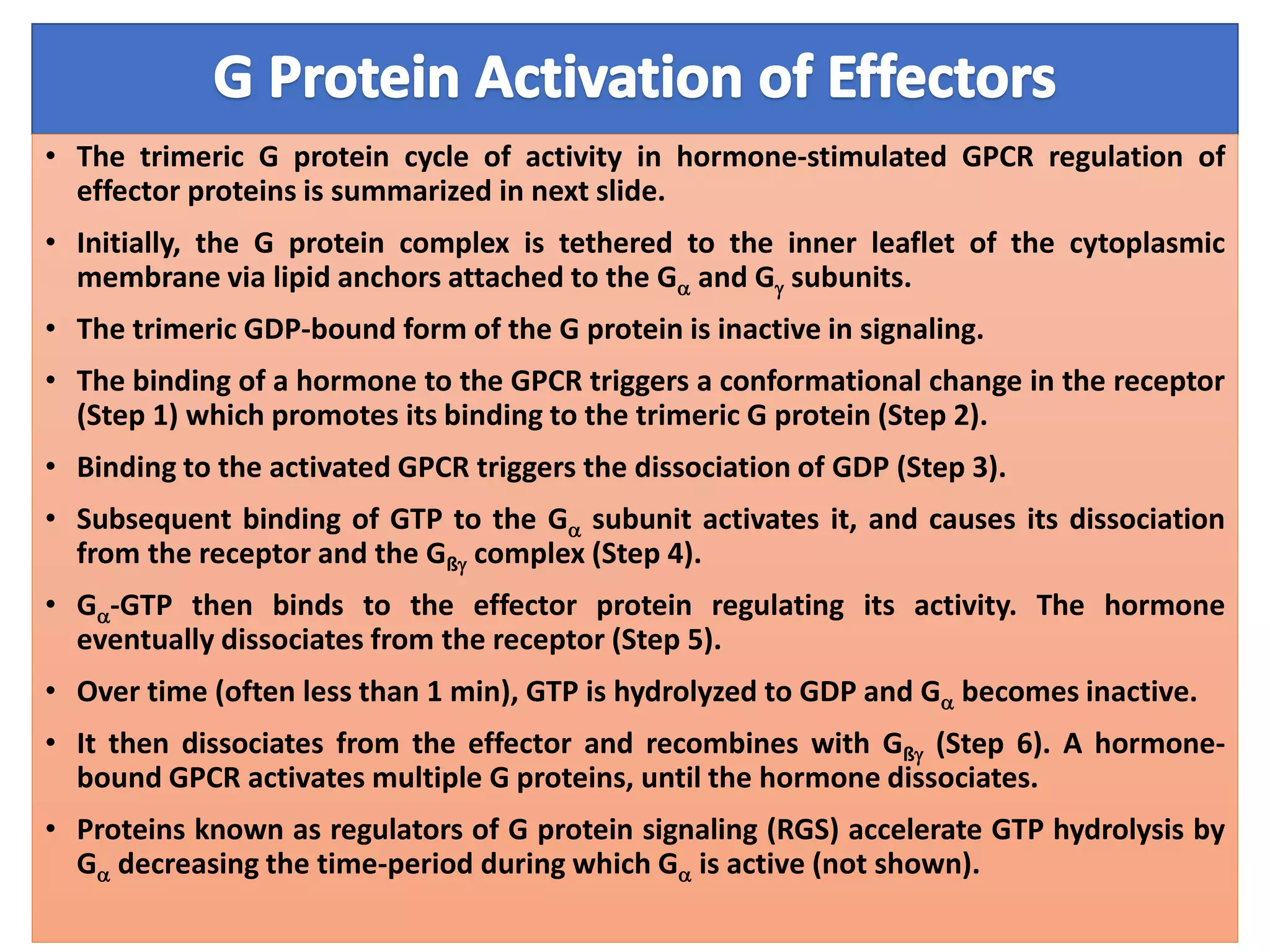 • The trimeric G protein cycle of activity in hormone-stimulated GPCR regulation of
effector proteins is summarized in next slide.
• Initially, the G protein complex is tethered to the inner leaflet of the cytoplasmic
membrane via lipid anchors attached to the Ga and Gg subunits.
• The trimeric GDP-bound form of the G protein is inactive in signaling.
• The binding of a hormone to the GPCR triggers a conformational change in the receptor
(Step 1) which promotes its binding to the trimeric G protein (Step 2).
• Binding to the activated GPCR triggers the dissociation of GDP (Step 3).
• Subsequent binding of GTP to the Ga subunit activates it, and causes its dissociation
from the receptor and the Gßg complex (Step 4).
• Ga-GTP then binds to the effector protein regulating its activity. The hormone
eventually dissociates from the receptor (Step 5).
• Over time (often less than 1 min), GTP is hydrolyzed to GDP and Ga becomes inactive.
• It then dissociates from the effector and recombines with Gßg (Step 6). A hormone-
bound GPCR activates multiple G proteins, until the hormone dissociates.
• Proteins known as regulators of G protein signaling (RGS) accelerate GTP hydrolysis by
Ga decreasing the time-period during which Ga is active (not shown).
 