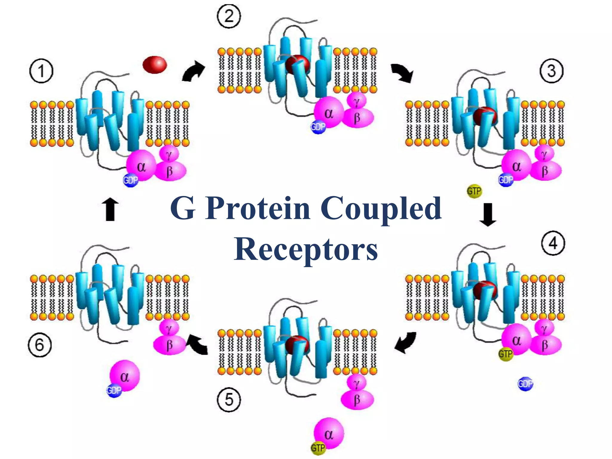 G Protein Coupled
Receptors
 