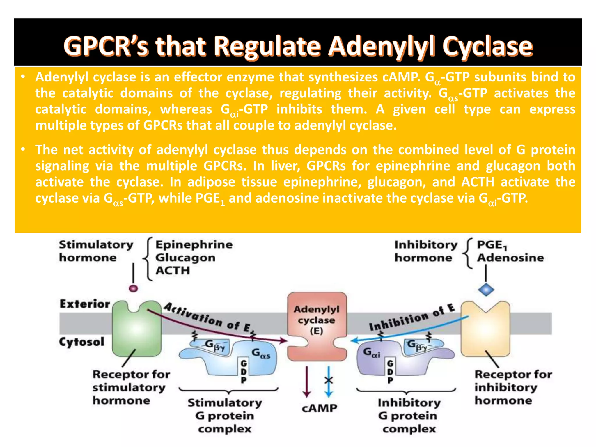 • Adenylyl cyclase is an effector enzyme that synthesizes cAMP. Ga-GTP subunits bind to
the catalytic domains of the cyclase, regulating their activity. Gas-GTP activates the
catalytic domains, whereas Gai-GTP inhibits them. A given cell type can express
multiple types of GPCRs that all couple to adenylyl cyclase.
• The net activity of adenylyl cyclase thus depends on the combined level of G protein
signaling via the multiple GPCRs. In liver, GPCRs for epinephrine and glucagon both
activate the cyclase. In adipose tissue epinephrine, glucagon, and ACTH activate the
cyclase via Gas-GTP, while PGE1 and adenosine inactivate the cyclase via Gai-GTP.
 