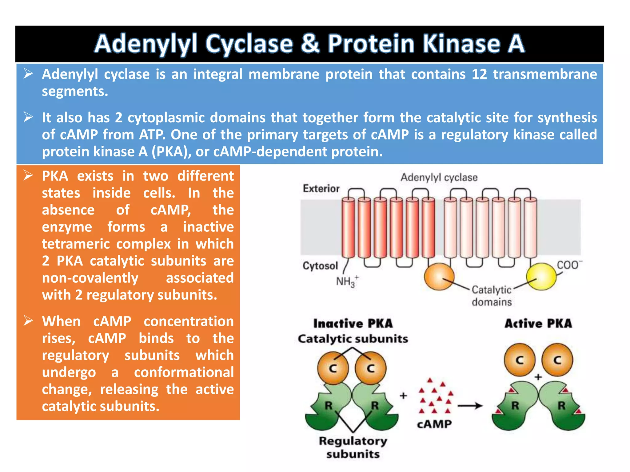  Adenylyl cyclase is an integral membrane protein that contains 12 transmembrane
segments.
 It also has 2 cytoplasmic domains that together form the catalytic site for synthesis
of cAMP from ATP. One of the primary targets of cAMP is a regulatory kinase called
protein kinase A (PKA), or cAMP-dependent protein.
 PKA exists in two different
states inside cells. In the
absence of cAMP, the
enzyme forms a inactive
tetrameric complex in which
2 PKA catalytic subunits are
non-covalently associated
with 2 regulatory subunits.
 When cAMP concentration
rises, cAMP binds to the
regulatory subunits which
undergo a conformational
change, releasing the active
catalytic subunits.
 