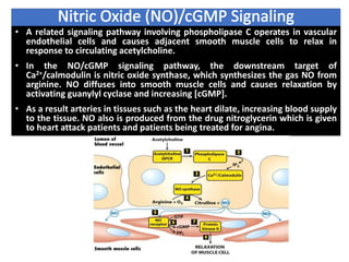 • A related signaling pathway involving phospholipase C operates in vascular
endothelial cells and causes adjacent smooth muscle cells to relax in
response to circulating acetylcholine.
• In the NO/cGMP signaling pathway, the downstream target of
Ca2+/calmodulin is nitric oxide synthase, which synthesizes the gas NO from
arginine. NO diffuses into smooth muscle cells and causes relaxation by
activating guanylyl cyclase and increasing [cGMP].
• As a result arteries in tissues such as the heart dilate, increasing blood supply
to the tissue. NO also is produced from the drug nitroglycerin which is given
to heart attack patients and patients being treated for angina.
 