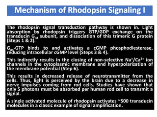 The rhodopsin signal transduction pathway is shown in. Light
absorption by rhodopsin triggers GTP/GDP exchange on the
transducin Gat subunit, and dissociation of this trimeric G protein
(Steps 1 & 2).
Gat-GTP binds to and activates a cGMP phosphodiesterase,
reducing intracellular cGMP level (Steps 3 & 4).
This indirectly results in the closing of non-selective Na+/Ca2+ ion
channels in the cytoplasmic membrane and hyperpolarization of
the membrane potential (Step 6).
This results in decreased release of neurotransmitter from the
cells. Thus, light is perceived by the brain due to a decrease in
nerve impulses coming from rod cells. Studies have shown that
only 5 photons must be absorbed per human rod cell to transmit a
signal.
A single activated molecule of rhodopsin activates ~500 transducin
molecules in a classic example of signal amplification.
 