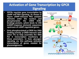 • GPCRs regulate gene transcription by
cAMP and PKA signaling. As shown in
Figure cAMP-released PKA catalytic
domains enter the nucleus and
phosphorylate the CREB (CRE-
binding) protein, which binds to CRE
(cAMP-response element) sequences
upstream of cAMP-regulated genes.
• Only phosphorylated p-CREB has DNA
binding activity. p-CREB interacts with
other TFs to help assemble the RNA
Pol II transcription machinery at
these promoters. In liver, glucagon
signaling via this pathway activates
transcription of genes needed for
gluconeogenesis.
 