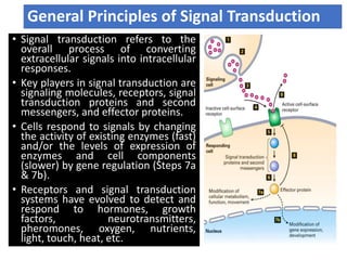 General Principles of Signal Transduction
• Signal transduction refers to the
overall process of converting
extracellular signals into intracellular
responses.
• Key players in signal transduction are
signaling molecules, receptors, signal
transduction proteins and second
messengers, and effector proteins.
• Cells respond to signals by changing
the activity of existing enzymes (fast)
and/or the levels of expression of
enzymes and cell components
(slower) by gene regulation (Steps 7a
& 7b).
• Receptors and signal transduction
systems have evolved to detect and
respond to hormones, growth
factors, neurotransmitters,
pheromones, oxygen, nutrients,
light, touch, heat, etc.
 
