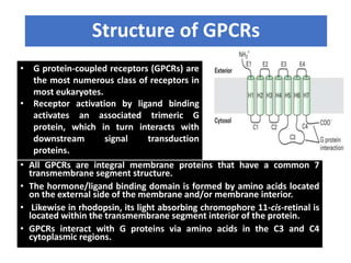 Structure of GPCRs
• G protein-coupled receptors (GPCRs) are
the most numerous class of receptors in
most eukaryotes.
• Receptor activation by ligand binding
activates an associated trimeric G
protein, which in turn interacts with
downstream signal transduction
proteins.
• All GPCRs are integral membrane proteins that have a common 7
transmembrane segment structure.
• The hormone/ligand binding domain is formed by amino acids located
on the external side of the membrane and/or membrane interior.
• Likewise in rhodopsin, its light absorbing chromophore 11-cis-retinal is
located within the transmembrane segment interior of the protein.
• GPCRs interact with G proteins via amino acids in the C3 and C4
cytoplasmic regions.
 