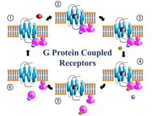 G Protein Coupled
Receptors
 