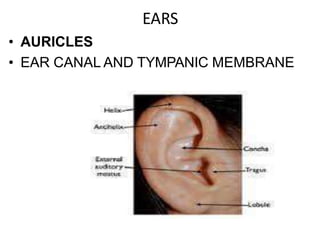 EARS
• AURICLES
• EAR CANAL AND TYMPANIC MEMBRANE
 