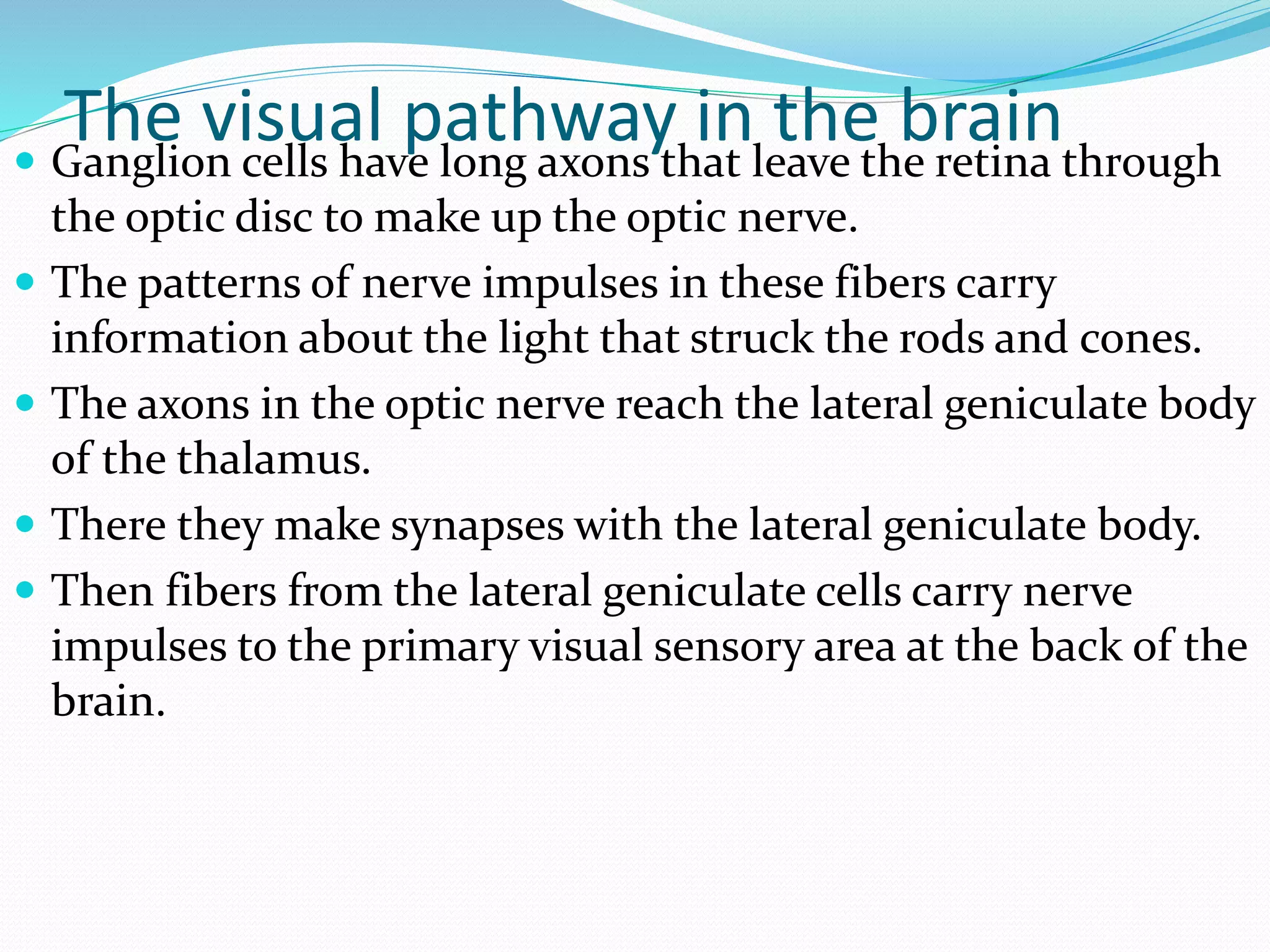 The visual pathway in the brain Ganglion cells have long axons that leave the retina through
the optic disc to make up the optic nerve.
 The patterns of nerve impulses in these fibers carry
information about the light that struck the rods and cones.
 The axons in the optic nerve reach the lateral geniculate body
of the thalamus.
 There they make synapses with the lateral geniculate body.
 Then fibers from the lateral geniculate cells carry nerve
impulses to the primary visual sensory area at the back of the
brain.
 