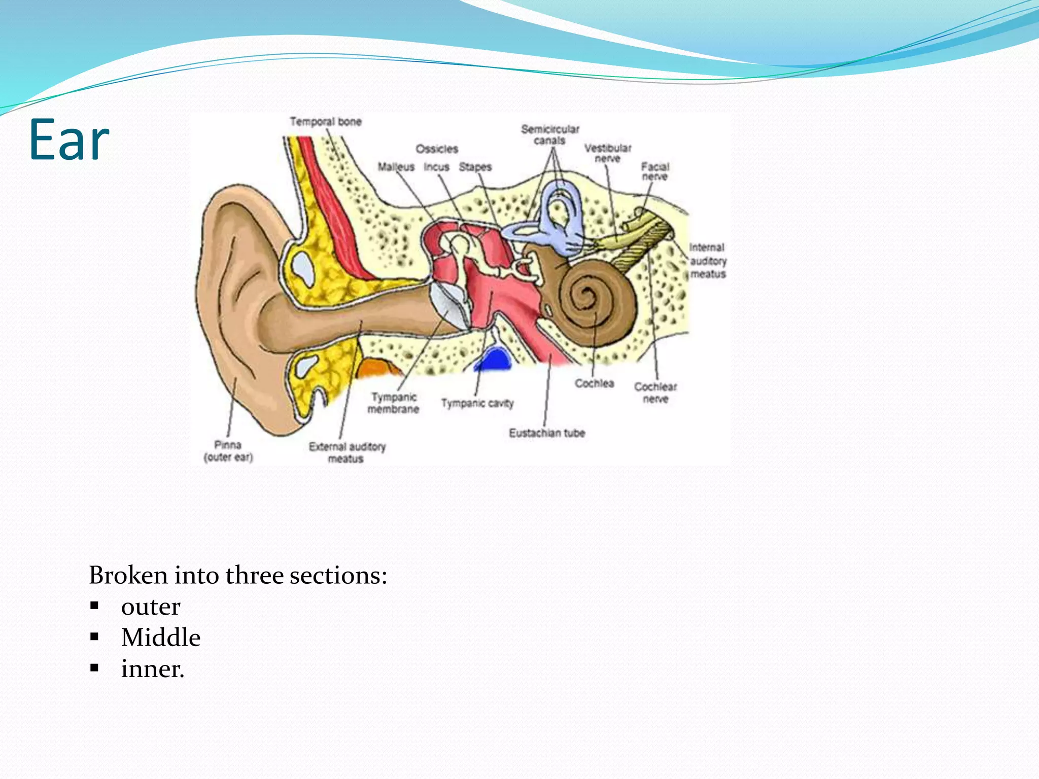 Ear
Broken into three sections:
 outer
 Middle
 inner.
 