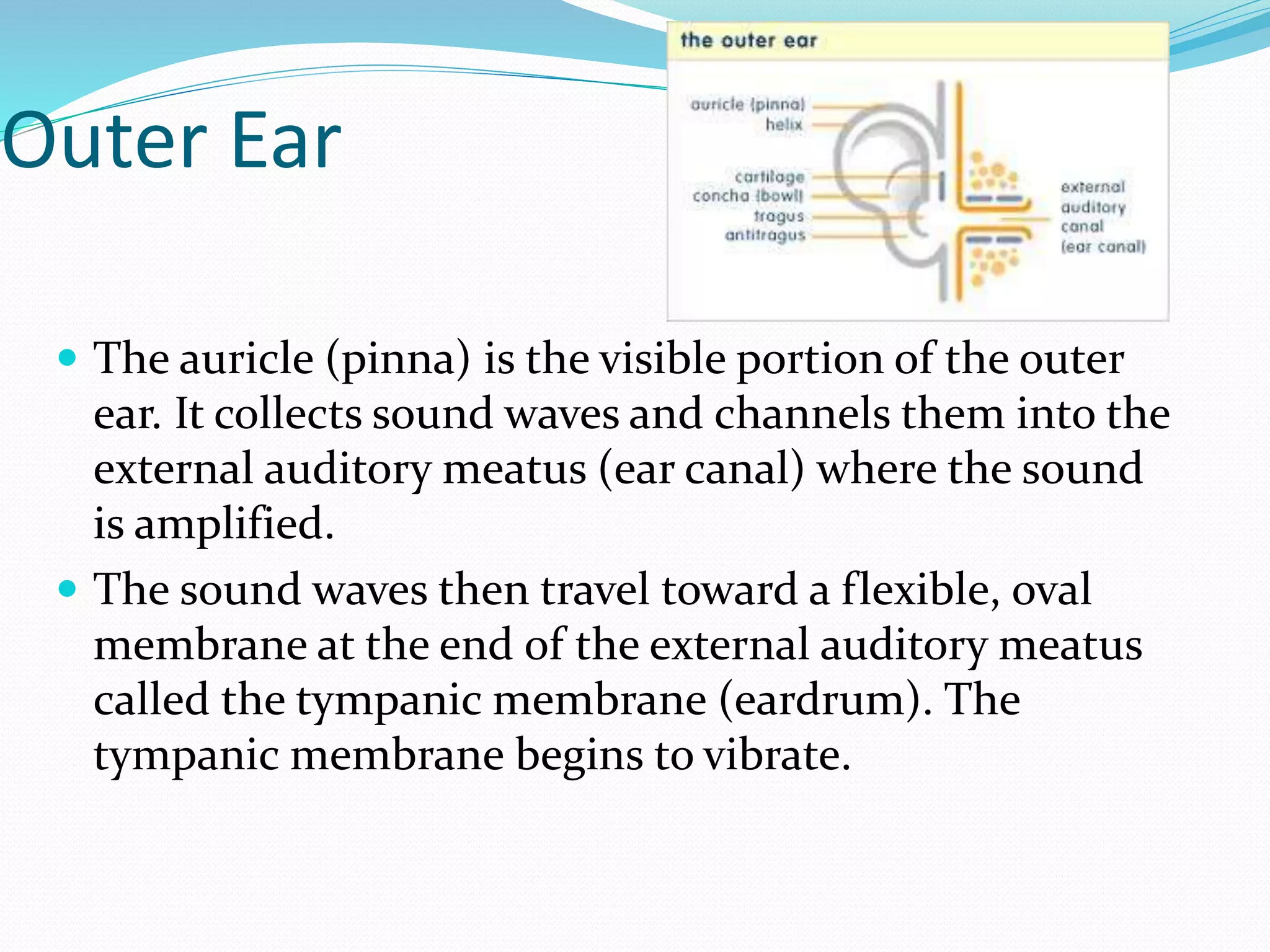 Outer Ear
 The auricle (pinna) is the visible portion of the outer
ear. It collects sound waves and channels them into the
external auditory meatus (ear canal) where the sound
is amplified.
 The sound waves then travel toward a flexible, oval
membrane at the end of the external auditory meatus
called the tympanic membrane (eardrum). The
tympanic membrane begins to vibrate.
 