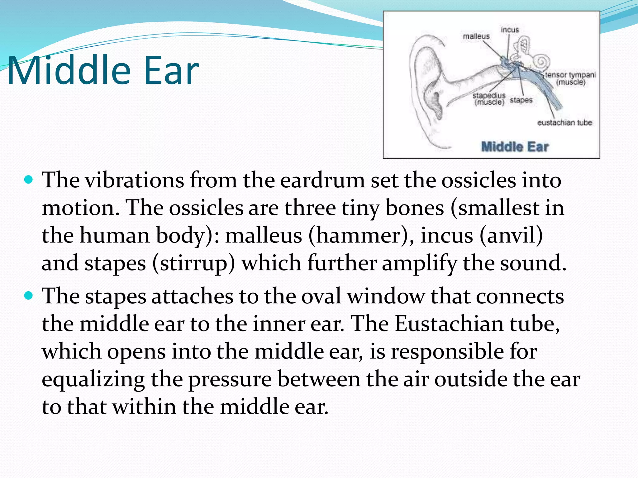 Middle Ear
 The vibrations from the eardrum set the ossicles into
motion. The ossicles are three tiny bones (smallest in
the human body): malleus (hammer), incus (anvil)
and stapes (stirrup) which further amplify the sound.
 The stapes attaches to the oval window that connects
the middle ear to the inner ear. The Eustachian tube,
which opens into the middle ear, is responsible for
equalizing the pressure between the air outside the ear
to that within the middle ear.
 