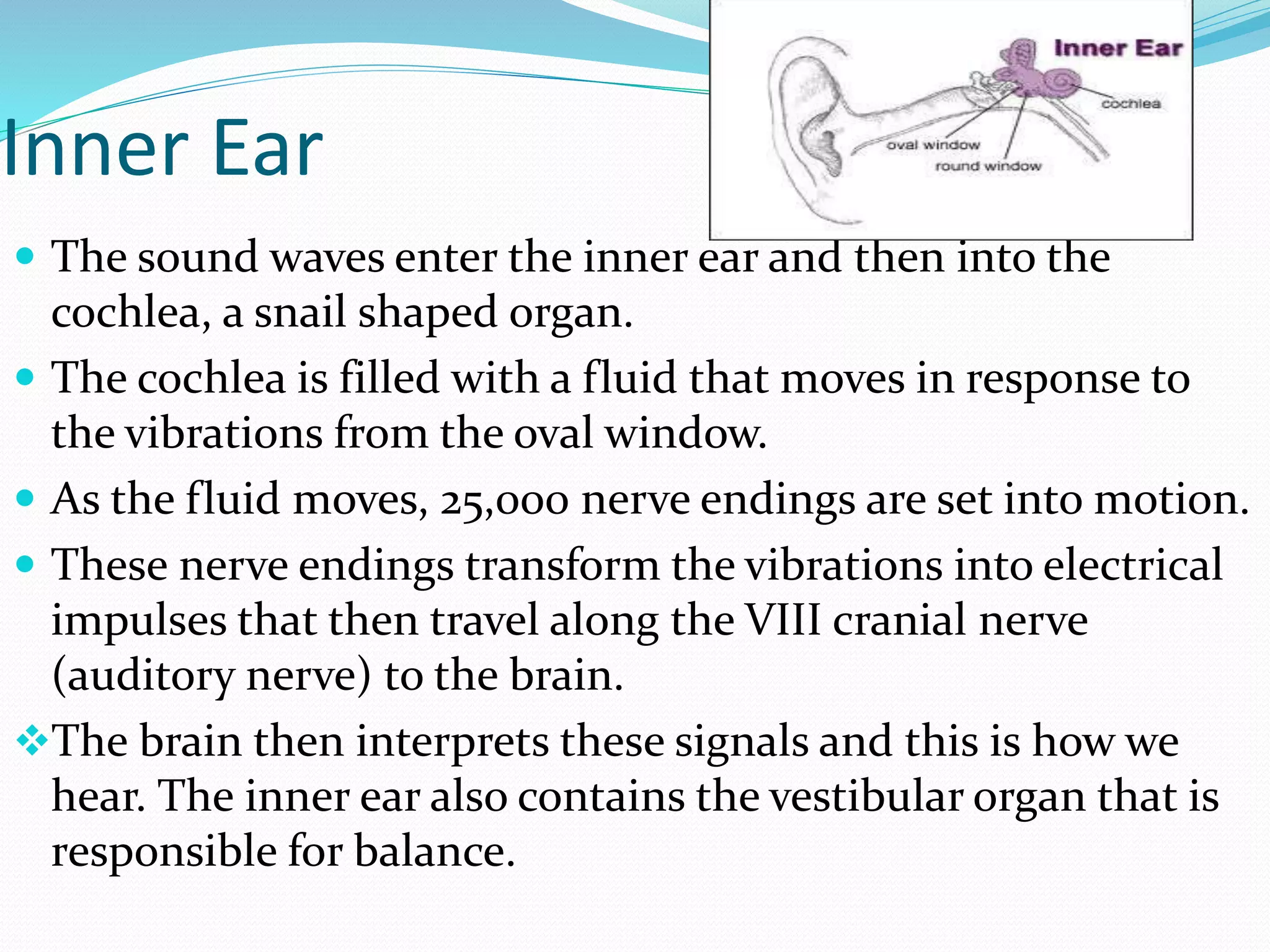 Inner Ear
 The sound waves enter the inner ear and then into the
cochlea, a snail shaped organ.
 The cochlea is filled with a fluid that moves in response to
the vibrations from the oval window.
 As the fluid moves, 25,000 nerve endings are set into motion.
 These nerve endings transform the vibrations into electrical
impulses that then travel along the VIII cranial nerve
(auditory nerve) to the brain.
The brain then interprets these signals and this is how we
hear. The inner ear also contains the vestibular organ that is
responsible for balance.
 