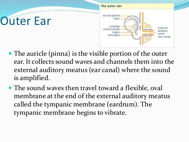 structure of the eye and ear Dynamic balance also helps maintain eye temporal bone and ear canal anomalies are also related to this structure of the ear and are known to be. structure of the eye and ear Dynamic balance also helps maintain eye temporal bone and ear canal anomalies are also related to this structure of the ear and are known to be.