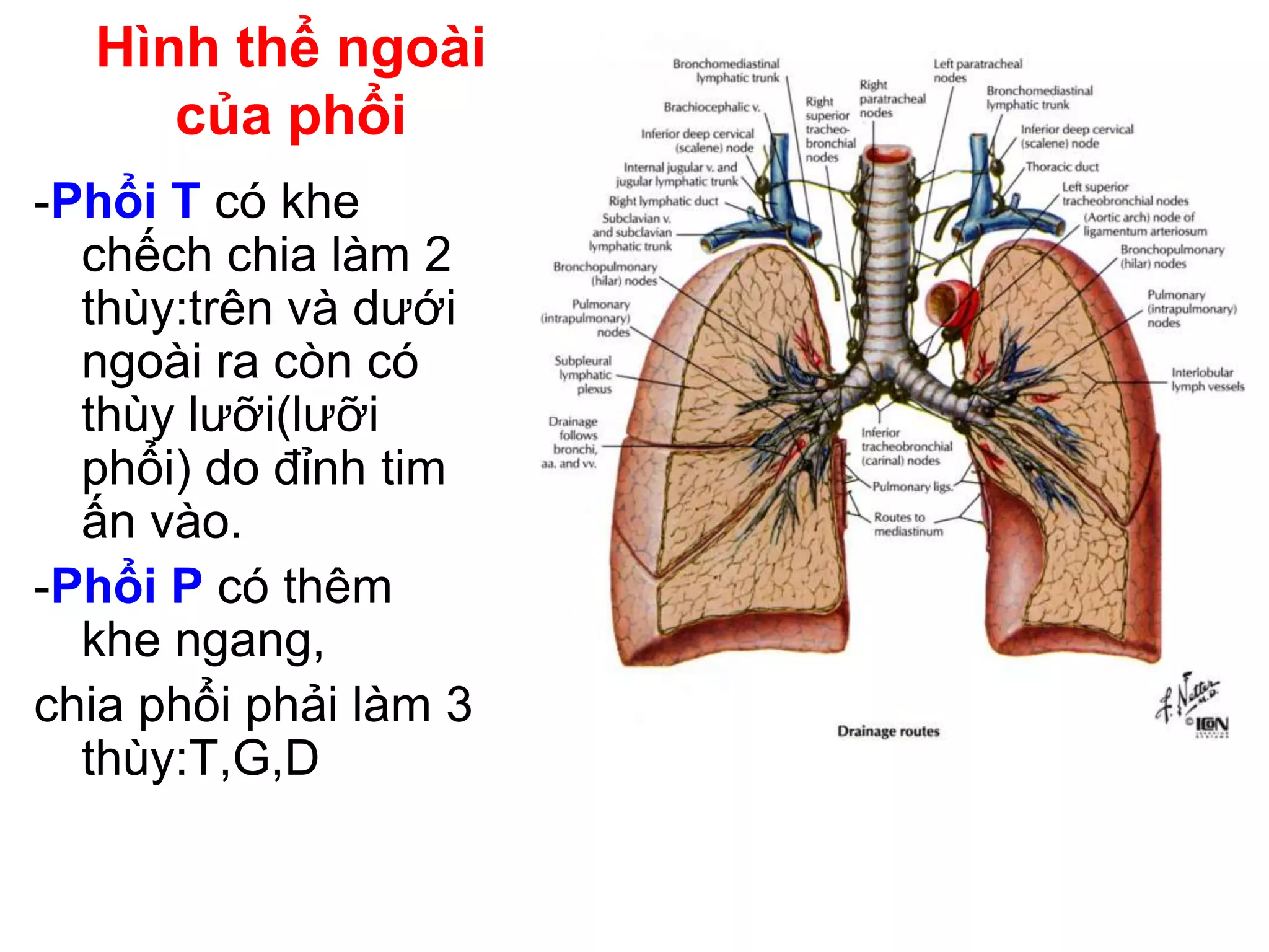 Gp hệ hô hấp | PDF
