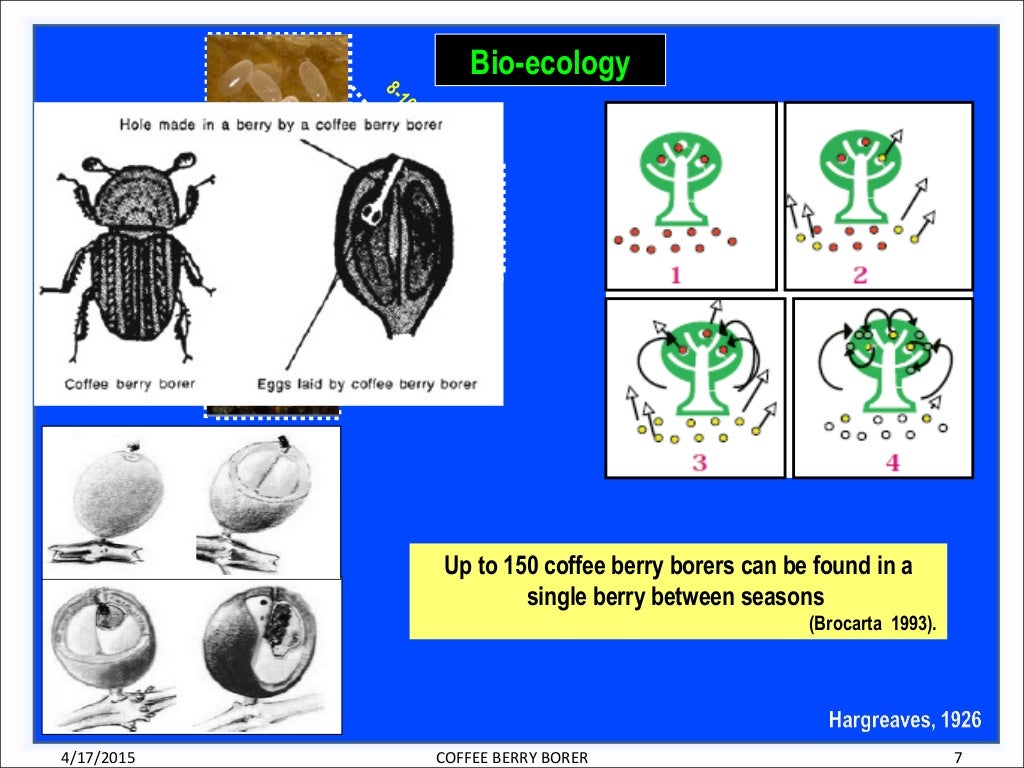 coffee berry borer