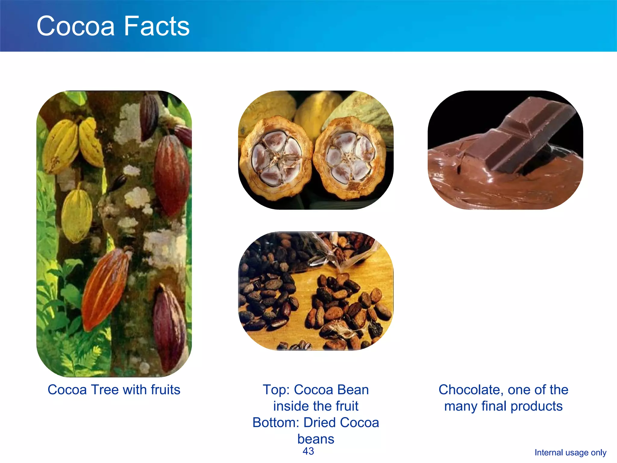 Cocoa Facts Cocoa Tree with fruits Top: Cocoa Bean inside the fruit Bottom: Dried Cocoa beans Chocolate, one of the  many final products  