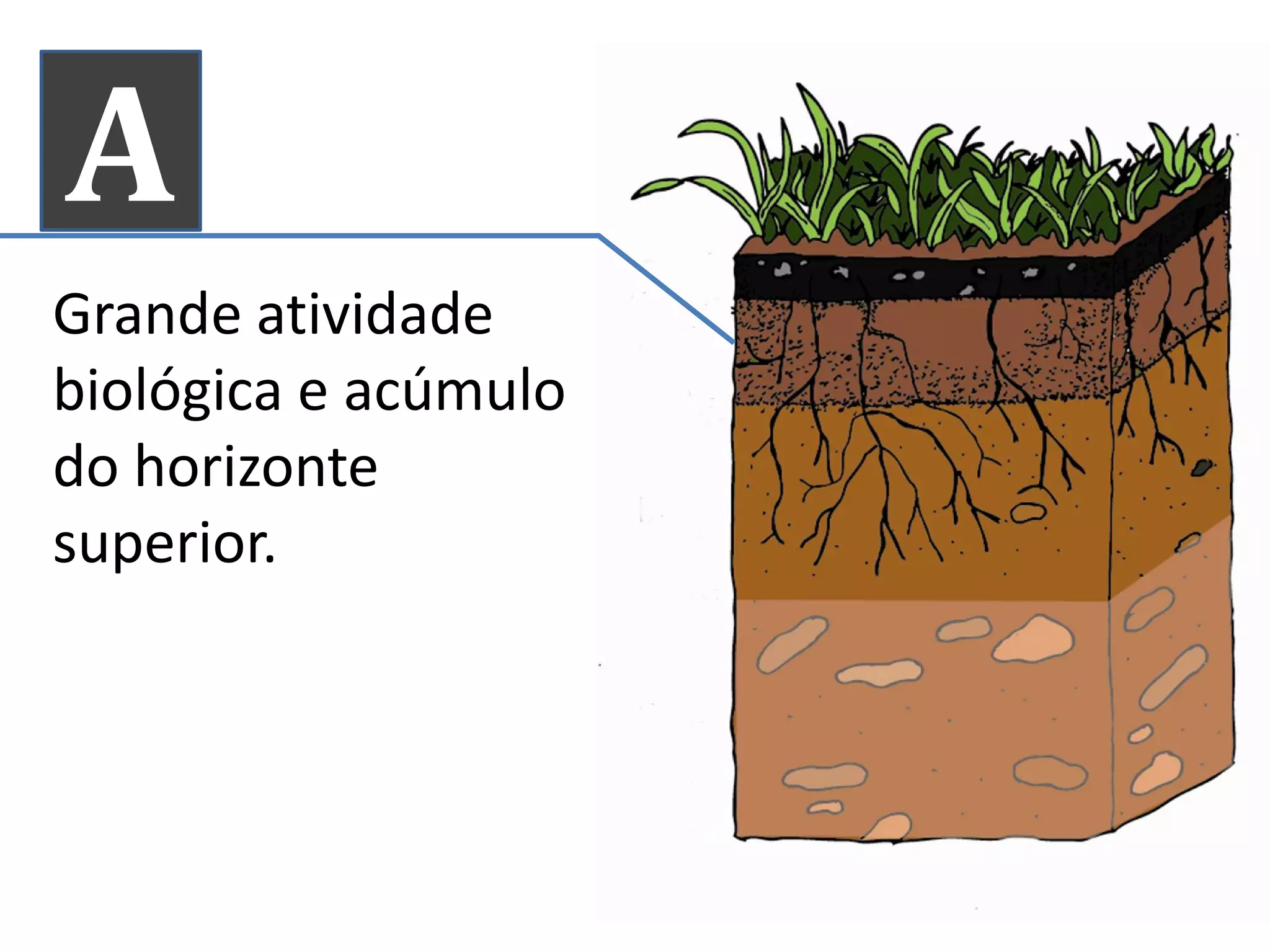A
Grande atividade
biológica e acúmulo
do horizontedo horizonte
superior.
