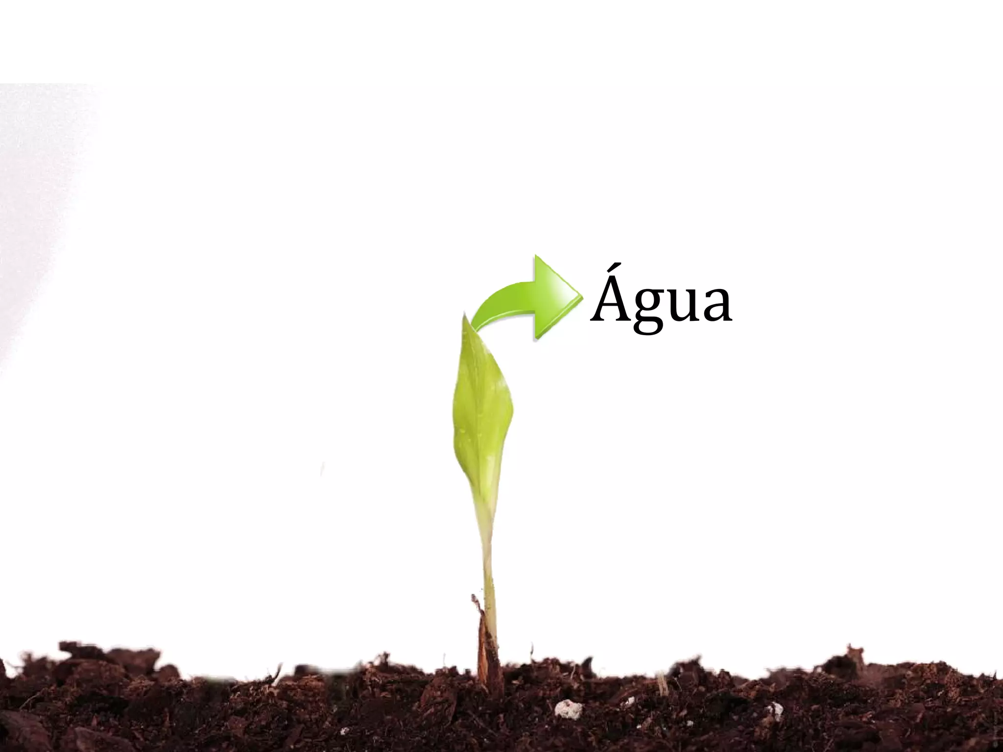 Água