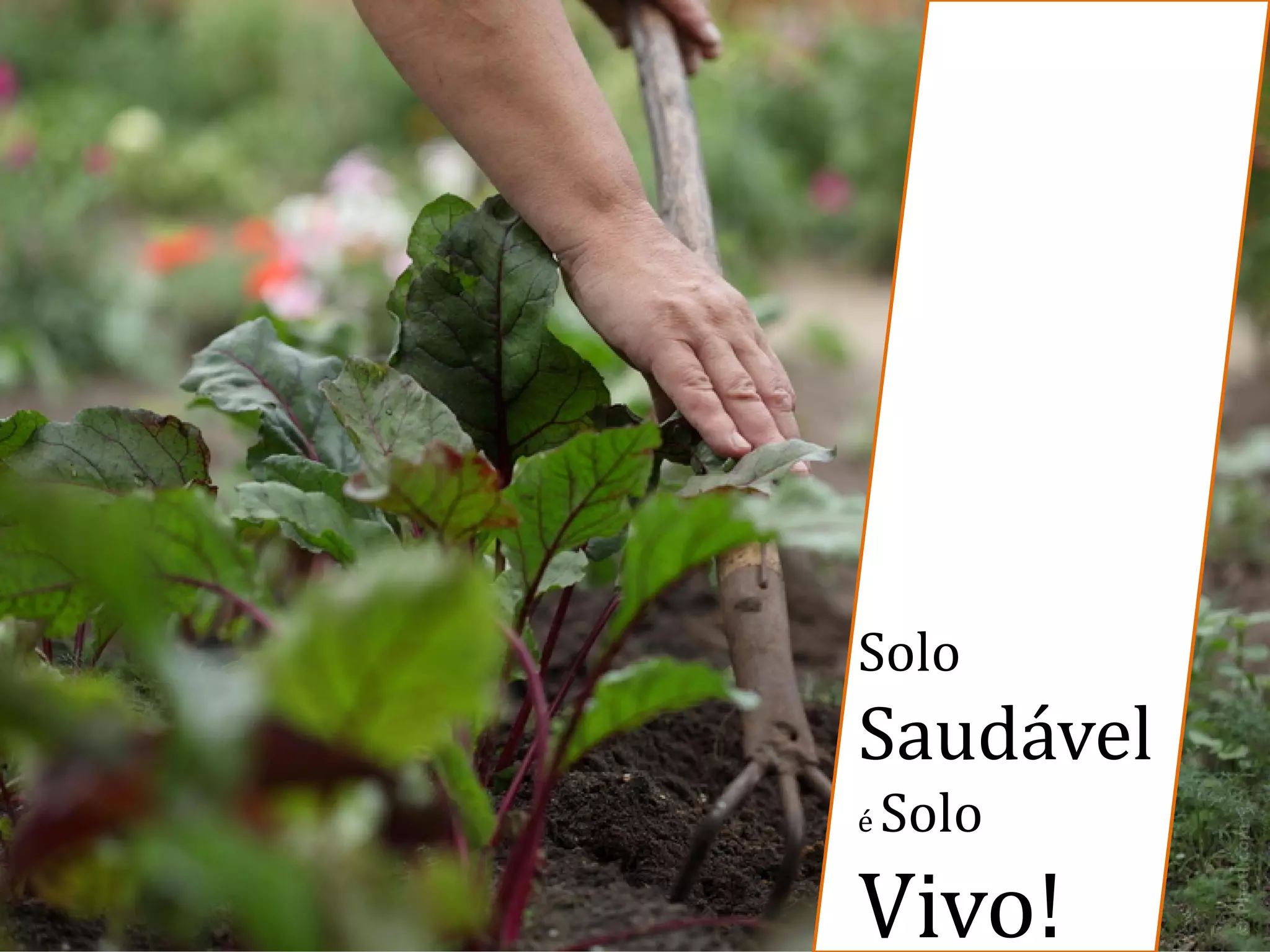 Solo
Saudável
é Solo
Vivo!