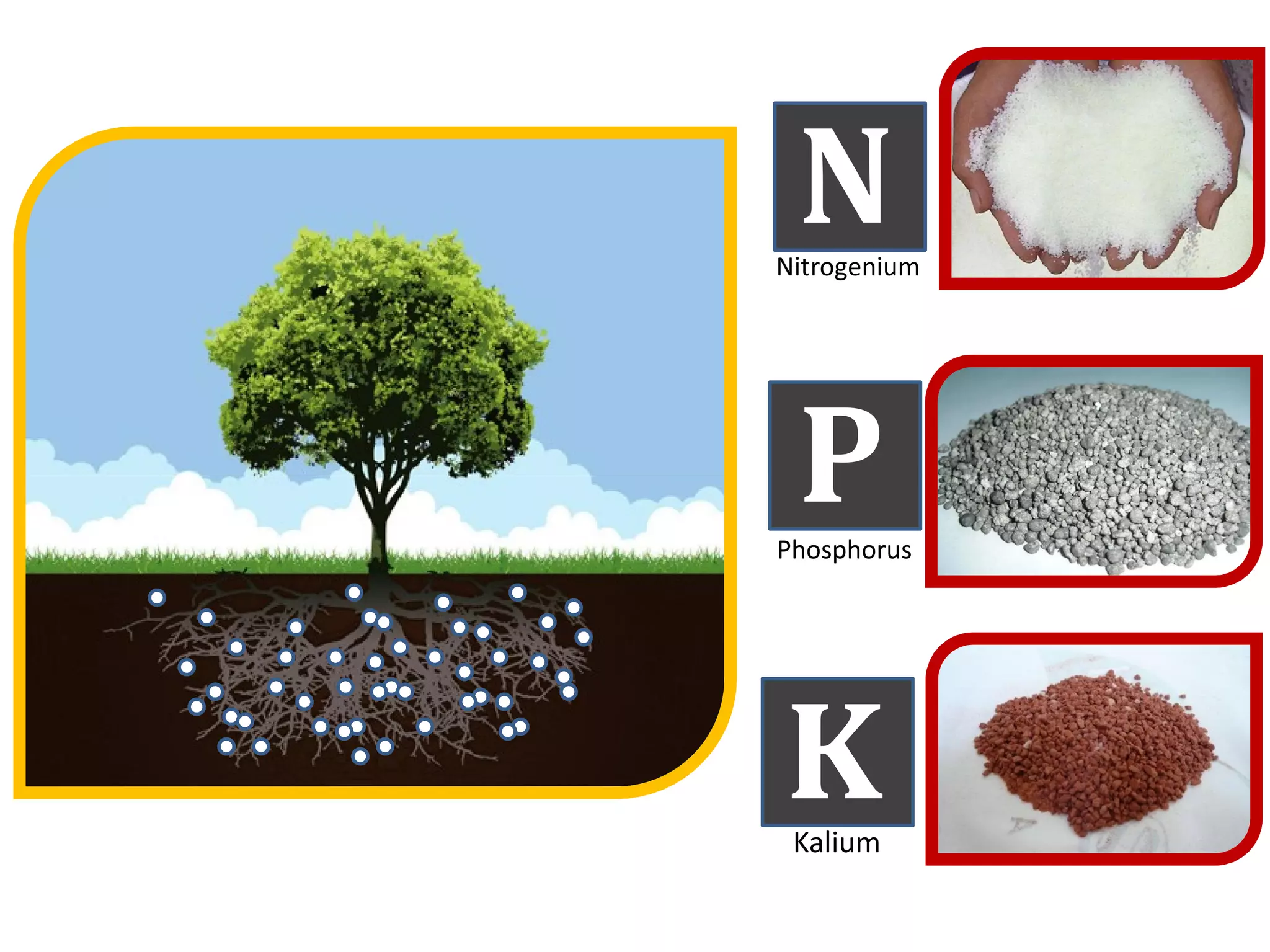 N
P
Nitrogenium
P
K
Phosphorus
Kalium