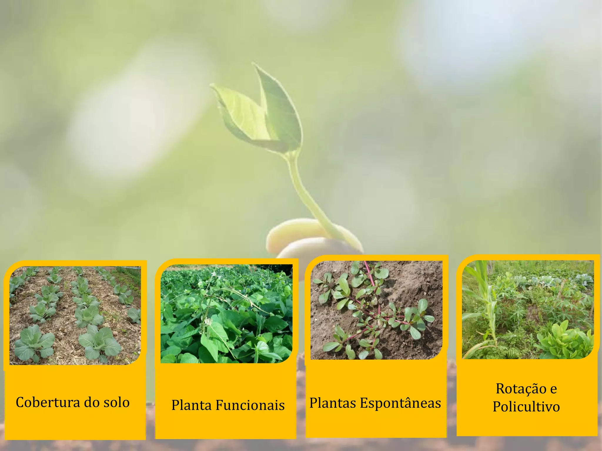 Cobertura do solo Planta Funcionais Plantas Espontâneas
Rotação e
Policultivo
