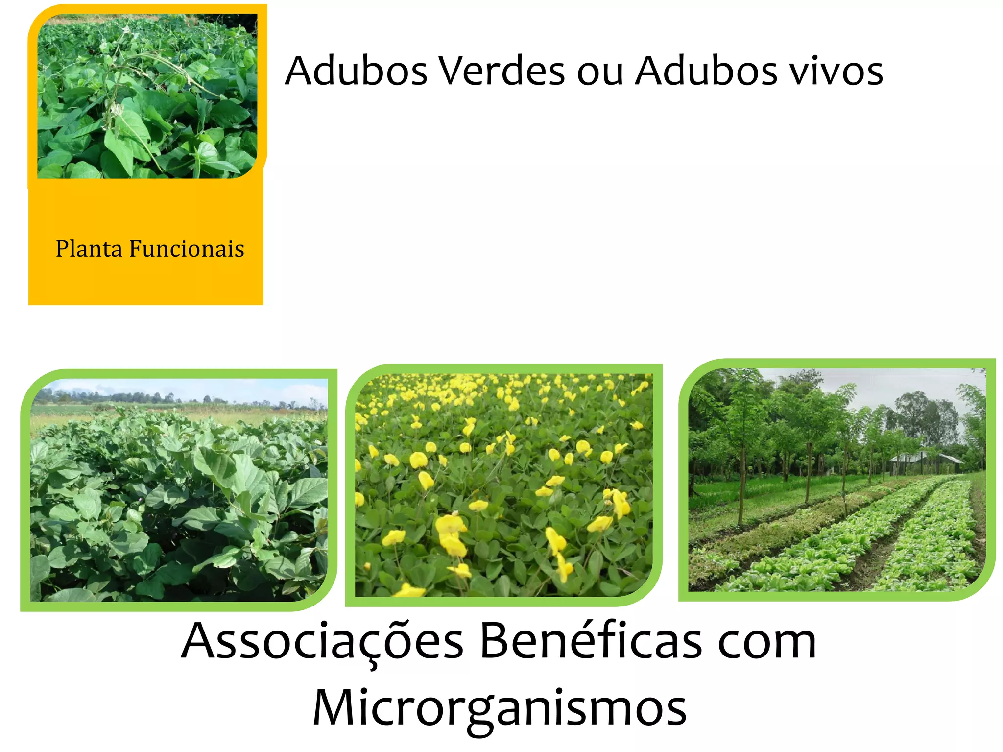 Planta Funcionais
Adubos Verdes ou Adubos vivos
Associações Benéficas com
Microrganismos