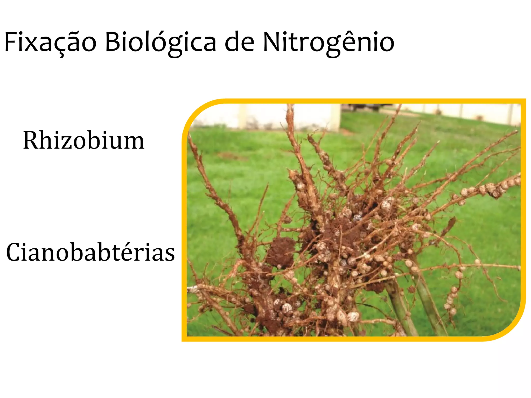 Fixação Biológica de Nitrogênio
Rhizobium
Cianobabtérias