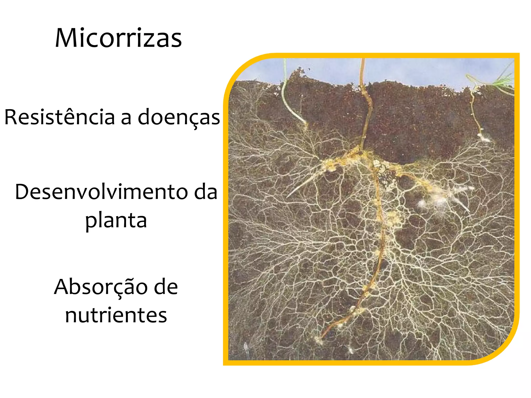 Micorrizas
Resistência a doenças
Desenvolvimento daDesenvolvimento da
planta
Absorção de
nutrientes