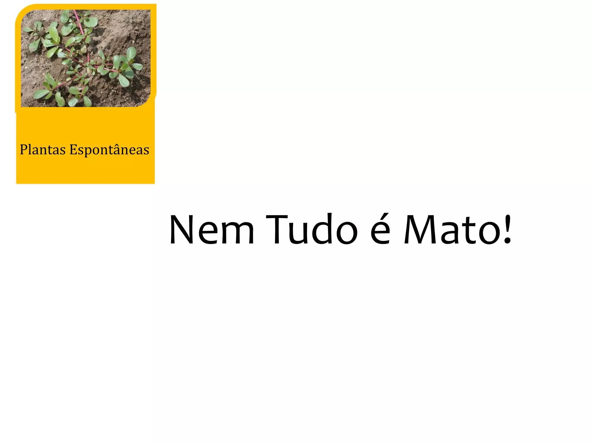 Plantas Espontâneas
Nem Tudo é Mato!Nem Tudo é Mato!