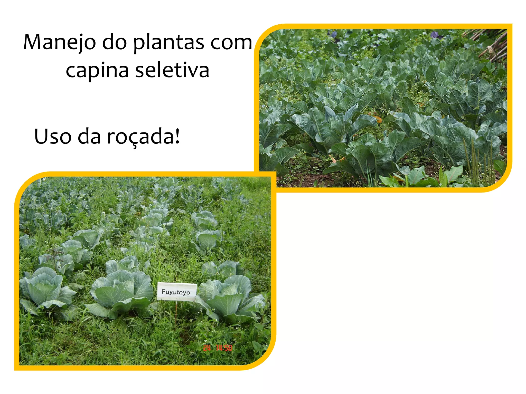 Manejo do plantas com
capina seletiva
Uso da roçada!