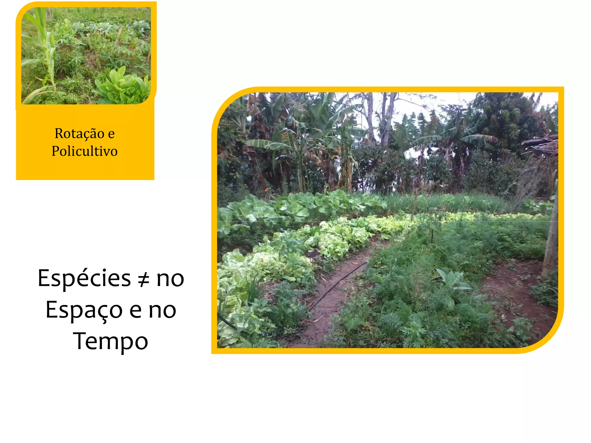Rotação e
Policultivo
Espécies ≠ no
Espaço e no
Tempo
