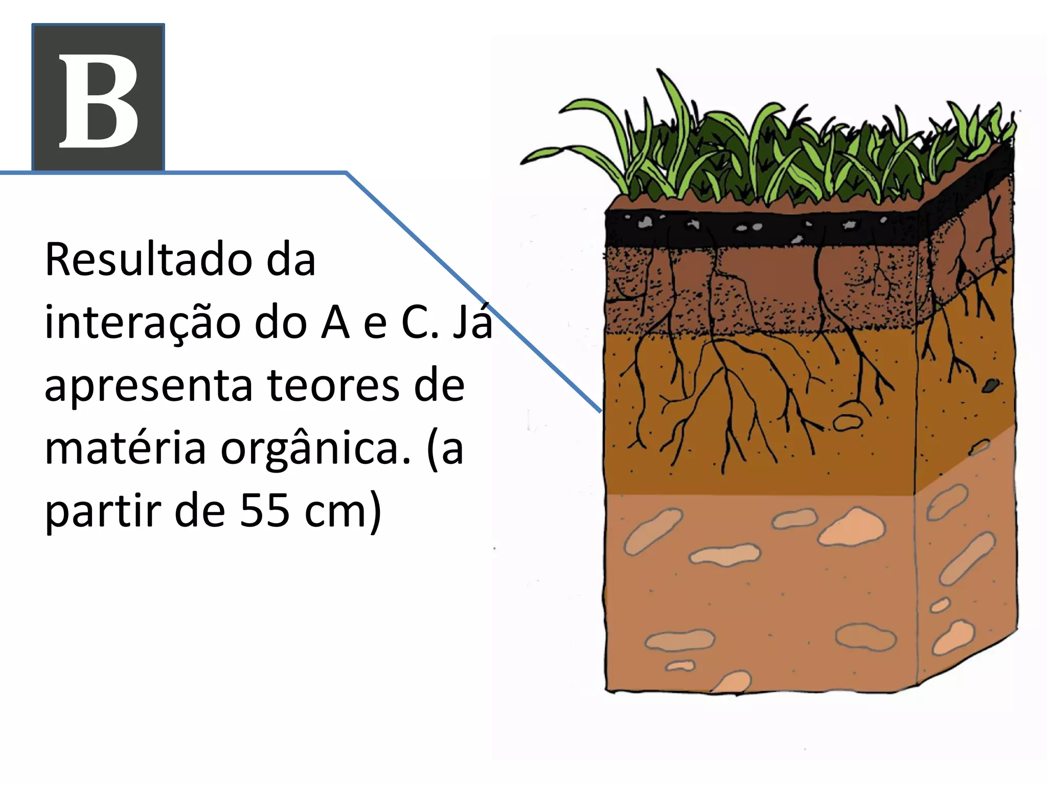 B
Resultado da
interação do A e C. Já
apresenta teores deapresenta teores de
matéria orgânica. (a
partir de 55 cm)