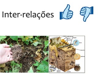 Inter-relações