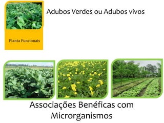 Planta Funcionais
Adubos Verdes ou Adubos vivos
Associações Benéficas com
Microrganismos