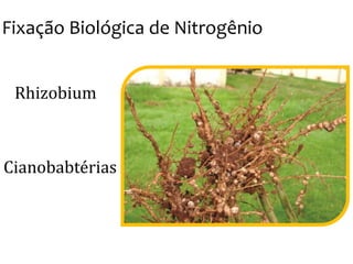 Fixação Biológica de Nitrogênio
Rhizobium
Cianobabtérias