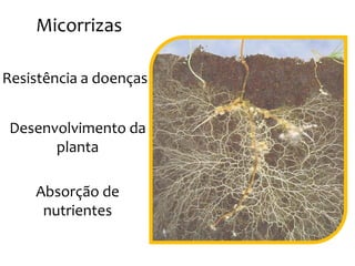 Micorrizas
Resistência a doenças
Desenvolvimento daDesenvolvimento da
planta
Absorção de
nutrientes