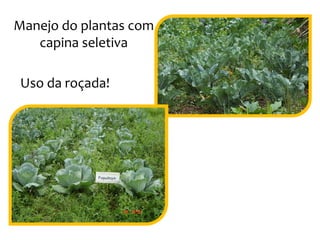 Manejo do plantas com
capina seletiva
Uso da roçada!