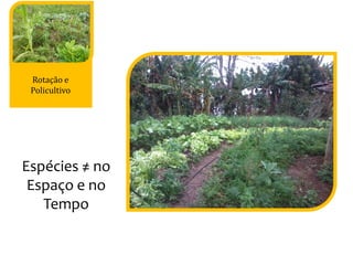 Rotação e
Policultivo
Espécies ≠ no
Espaço e no
Tempo