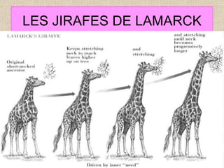 LES JIRAFES DE LAMARCK 