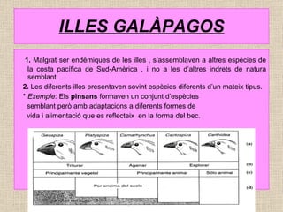 ILLES GALÀPAGOS 1.  Malgrat ser endèmiques de les illes , s’assemblaven a altres espècies de la costa pacífica de Sud-Amèrica , i no a les d’altres indrets de natura semblant. 2.  Les diferents illes presentaven sovint espècies diferents d’un mateix tipus. *  Exemple:  Els  pinsans  formaven un conjunt d’espècies  semblant però amb adaptacions a diferents formes de  vida i alimentació que es reflecteix  en la forma del bec. 