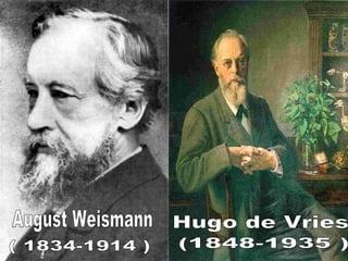 August Weismann Hugo de Vries ( 1834-1914 ) (1848-1935 ) 