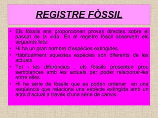 REGISTRE FÒSSIL Els fòssils ens proporcionen proves directes sobre el passat de la vida. En el registre fòssil observem els següents fets: Hi ha un gran nombre d’espècies extingides. Habitualment aquestes espècies són diferents de les actuals. Tot i les diferències , els fòssils presenten prou semblances amb les actuals per poder relacionar-les entre elles. Hi ha sèrie de fòssils que es poden ordenar  en una seqüència que relaciona una espècie extingida amb un altra d’actual a través d’una sèrie de canvis. 