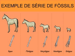 EXEMPLE DE SÈRIE DE FÒSSILS 