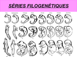 SÈRIES FILOGENÈTIQUES 