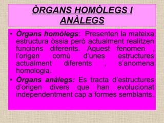 ÒRGANS HOMÒLEGS I ANÀLEGS Òrgans homòlegs :  Presenten la mateixa estructura òssia però actualment realitzen funcions diferents. Aquest fenomen , l’origen comú d’unes estructures actualment diferents , s’anomena homologia. Òrgans anàlegs:  Es tracta d’estructures d’origen divers que han evolucionat independentment cap a formes semblants. 