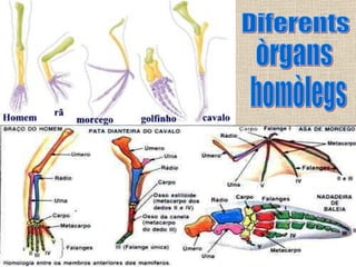 Diferents òrgans  homòlegs 