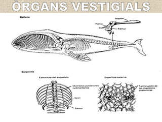 ÒRGANS VESTIGIALS 